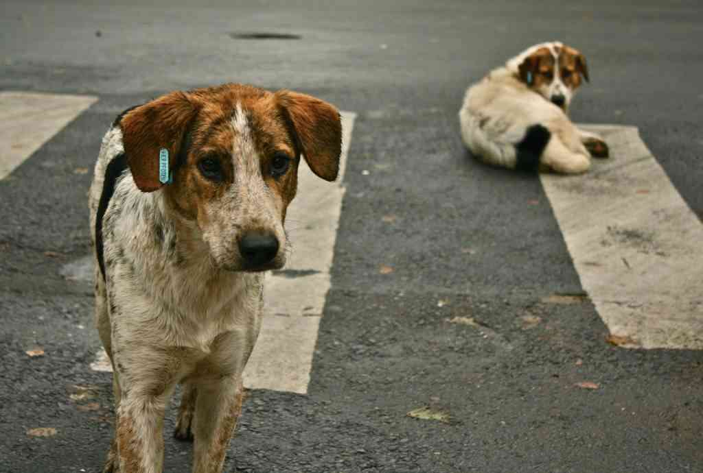 Perros adoptados en España