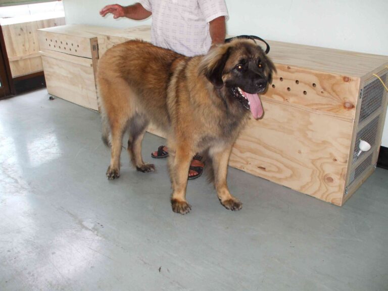 Viajar en avión con mascotas: trucos principales