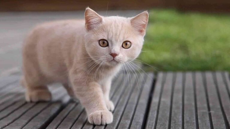 ¿Qué cosas les gusta hacer a los gatos?