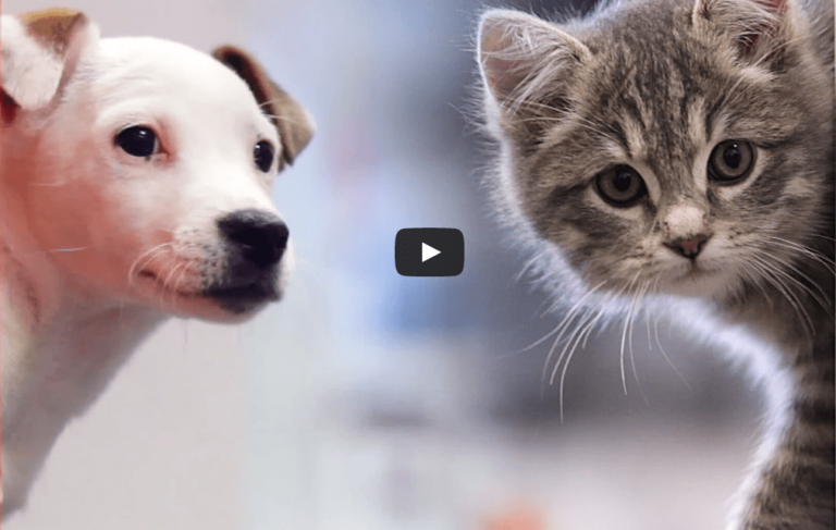 Cualquier situación con un perro o un gato es mejor