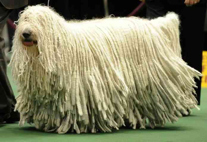 komondor