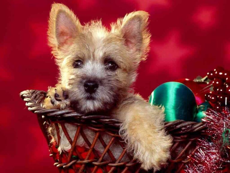 Regalos navideños para tu perro