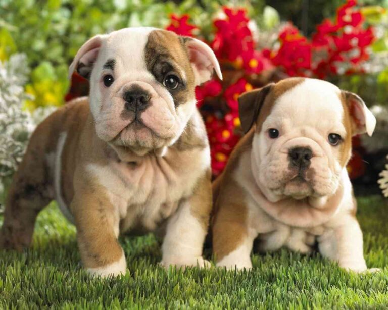 Maltratar animales significará quedarse sin mascotas