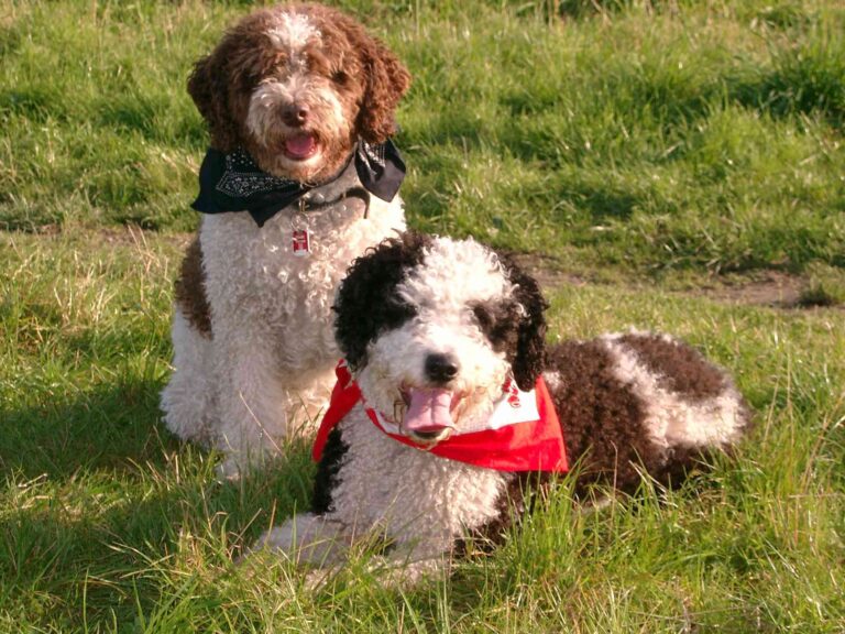 Perros miniatura: cuidados importantes a tener en cuenta