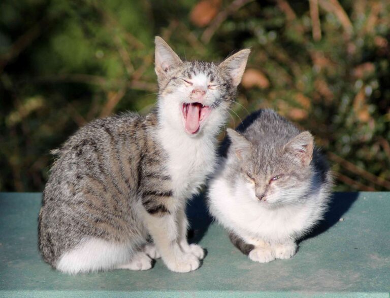 Repelente para gatos, o cómo enseñarle cuáles son sus sitios