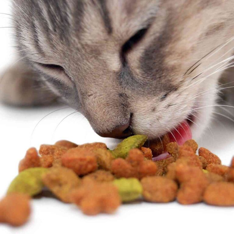 La alimentación en los gatos