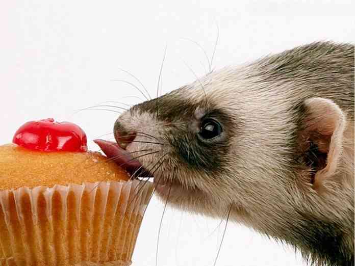 alimentos-nocivos-hurones