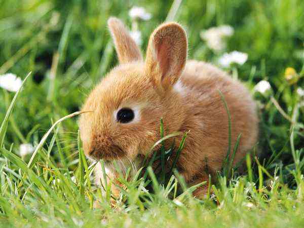 alimentos tóxicos conejos