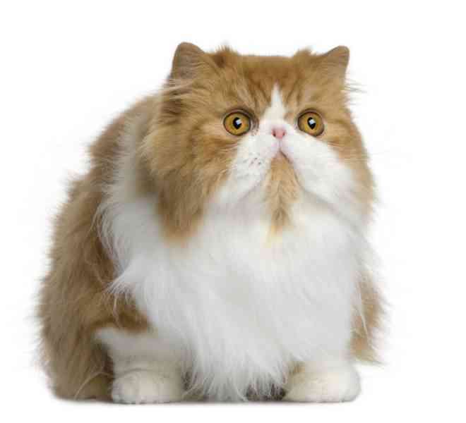 Front view Persian cat, sitting and looking away