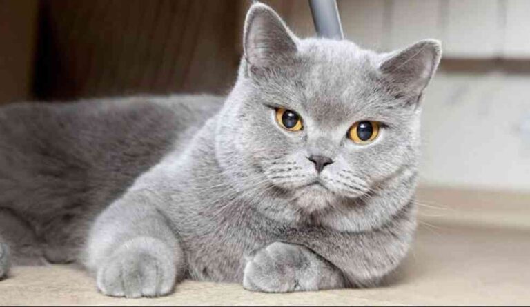 El lenguaje y la comunicación de los gatos