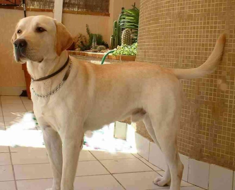 Todo lo que tienes que saber sobre el labrador