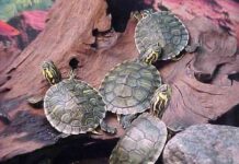 Cómo cuidar a las tortugas de agua