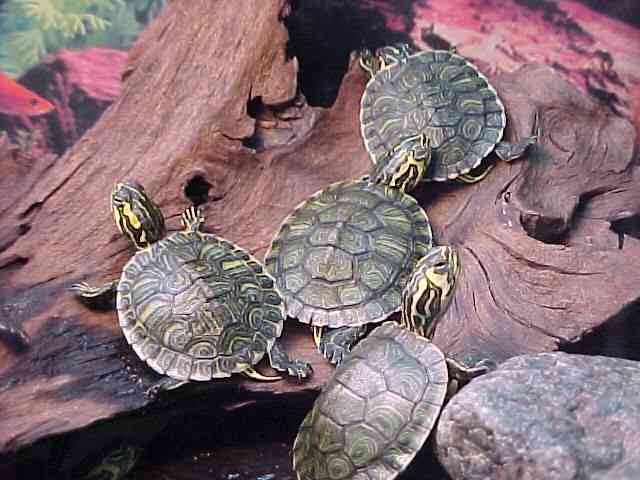 Cómo cuidar a las tortugas de agua