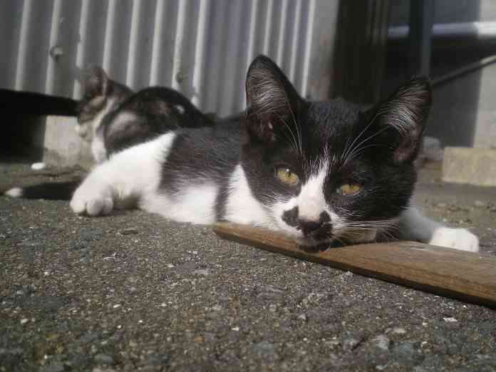 La isla de los gatos