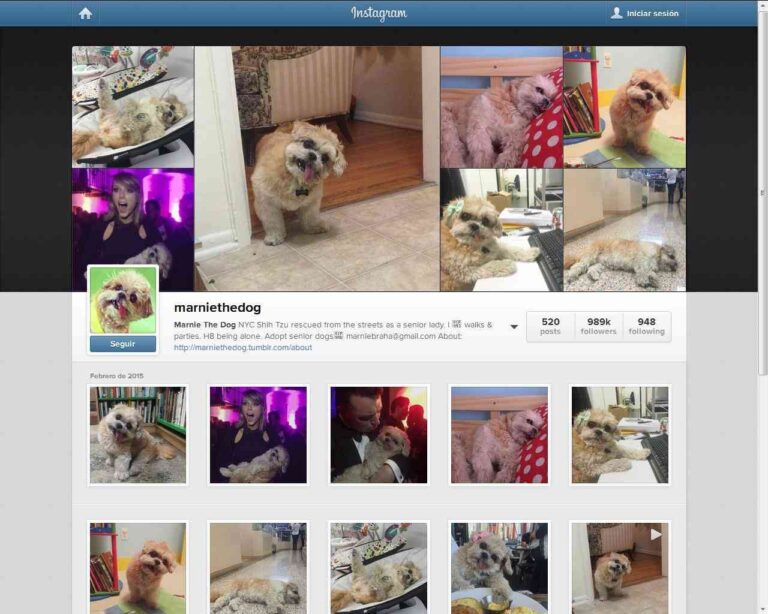 Perros en Instagram: ¿cuáles son los más famosos?