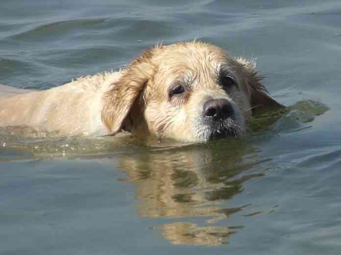 Perros que no nadan