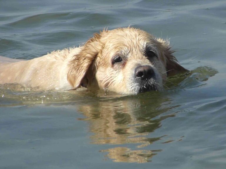 Perros que no nadan: atención con estas razas y la piscina