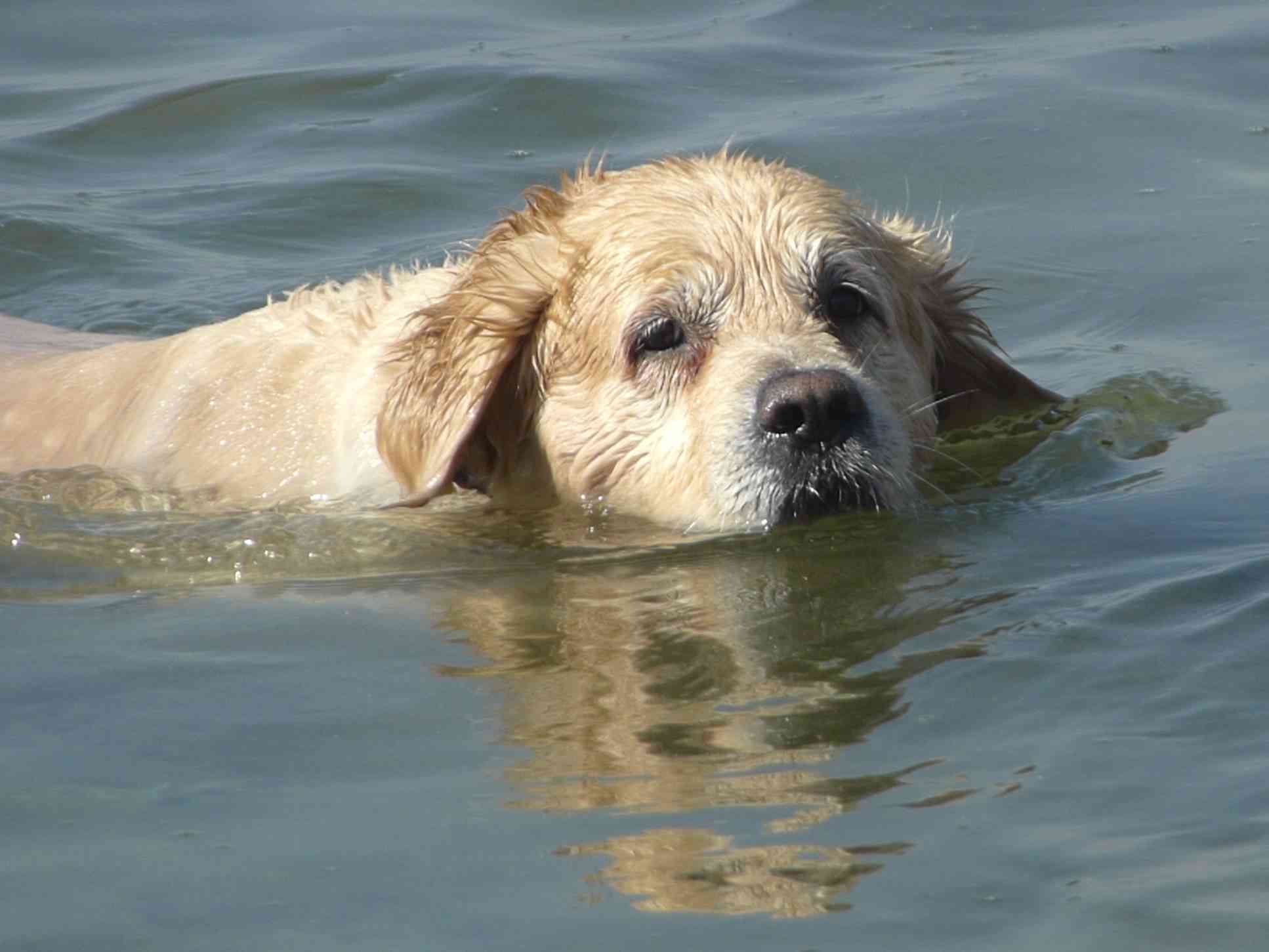 Perros que no nadan: atención con estas razas y la piscina