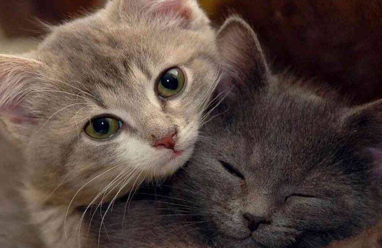 Cuántos años puede vivir un gato