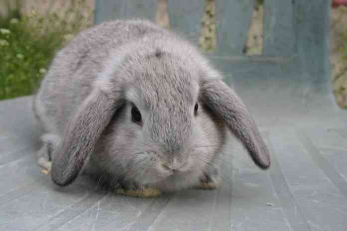 conejo-belier-gris