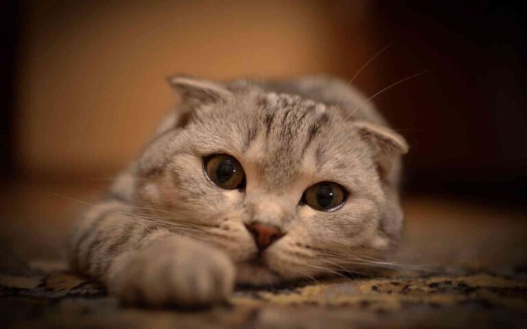 Cómo evitar que tu gato se pueda escapar de casa