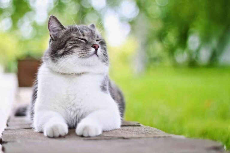 Información básica del comportamiento del gato