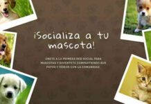 Descubre Webanimales, una nueva red social de mascotas