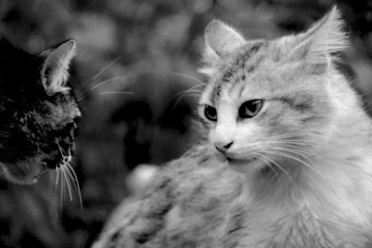 Castrar un gato: ventajas y cuidados a tener en cuenta