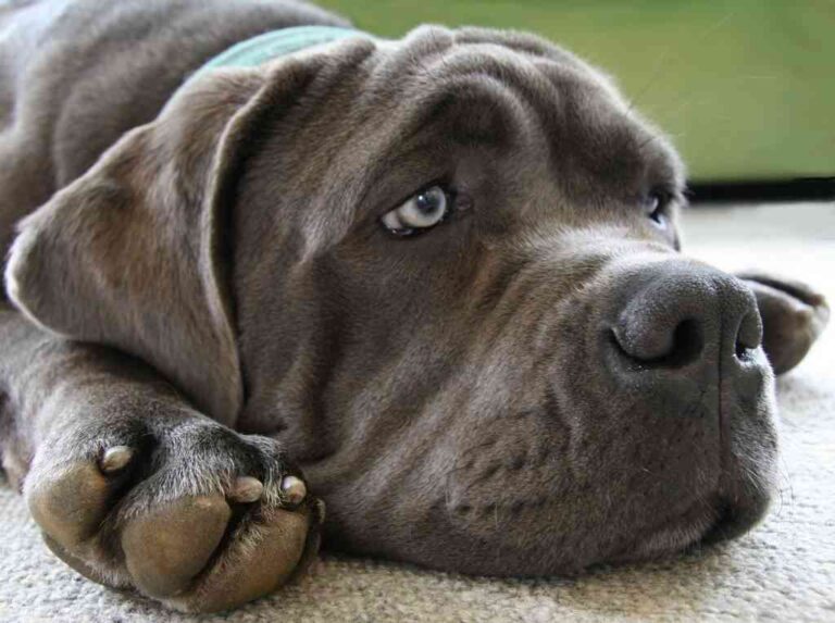 Vómitos en los perros: cuidados y precauciones