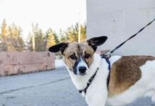 Casas rurales que aceptan mascotas 2