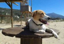 Casas rurales que aceptan mascotas 3