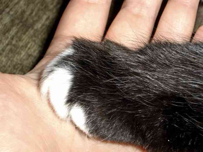 Enfermedades contagiosas de las mascotas 1