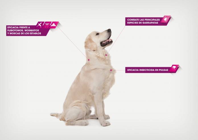 PARÁSITOS EXTERNOS mascotas