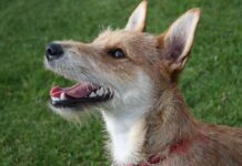 Perro no ladre más 3