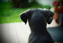 Proteger a nuestra mascota del calor 1