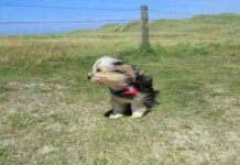 Proteger a nuestra mascota del calor 4