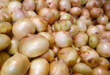 Los alimentos prohibidos para los perros 3