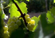 Los alimentos prohibidos para los perros 5