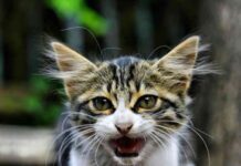 Sabes entender a tu gato 2