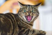 Sabes entender a tu gato