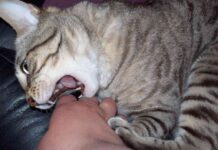 Sabes entender a tu gato 3