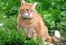 Sabes entender a tu gato 4