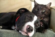 Sabes entender a tu gato 5