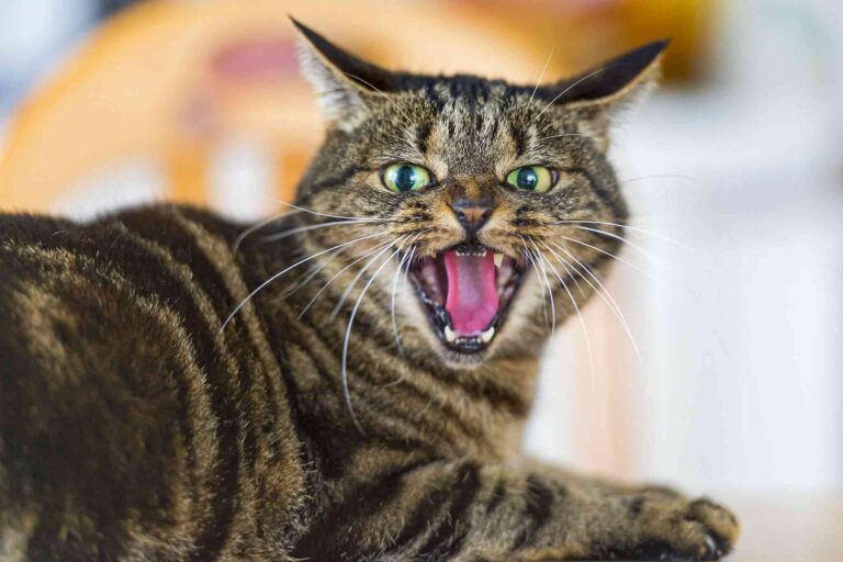 ¿Sabes entender a tu gato?