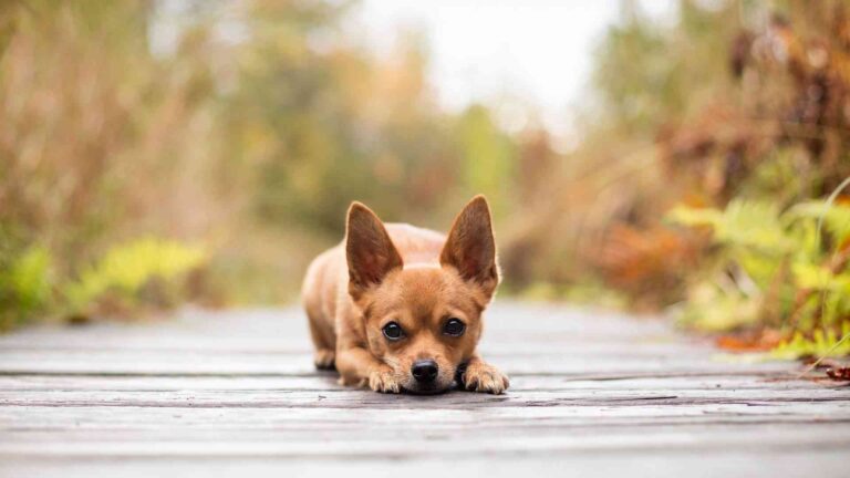 ¿Cómo elegir el nombre adecuado para nuestro perro?