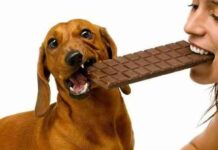 perros-y-chocolate