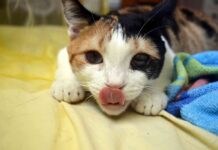 sabes entender a tu gato 6