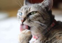 sabes entender a tu gato 7