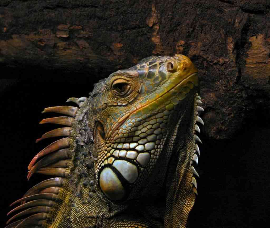 Consejos para tener una iguana como mascota
