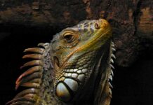 cuidado de iguanas